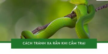 Hướng dẫn cách tránh xa rắn khi cắm trại an toàn và hiệu quả